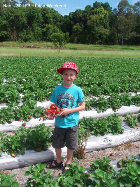 20081027_Strawberry Picking_Caloundra (7 of 11)