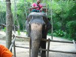 20090417_Half Day Safari - Elephant (29 of 42)