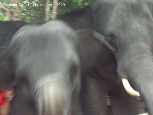 20090417_Half Day Safari - Elephant (55 of 104)