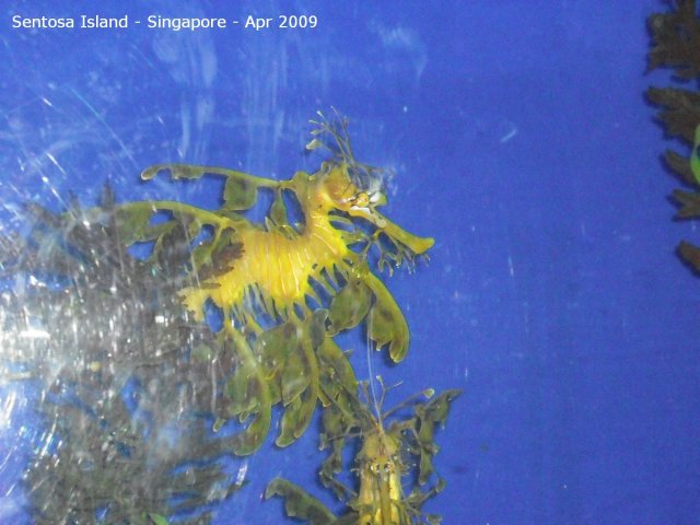20090422_Singapore-Sentosa Island (16 of 38)