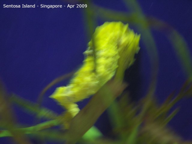 20090422_Singapore-Sentosa Island (17 of 97)