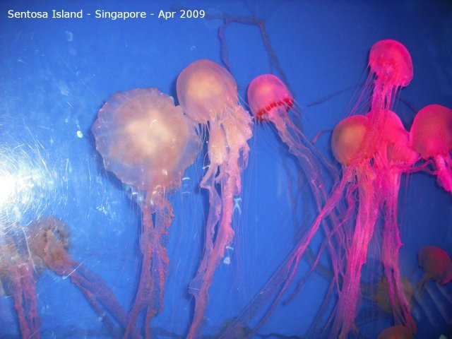 20090422_Singapore-Sentosa Island (20 of 38)