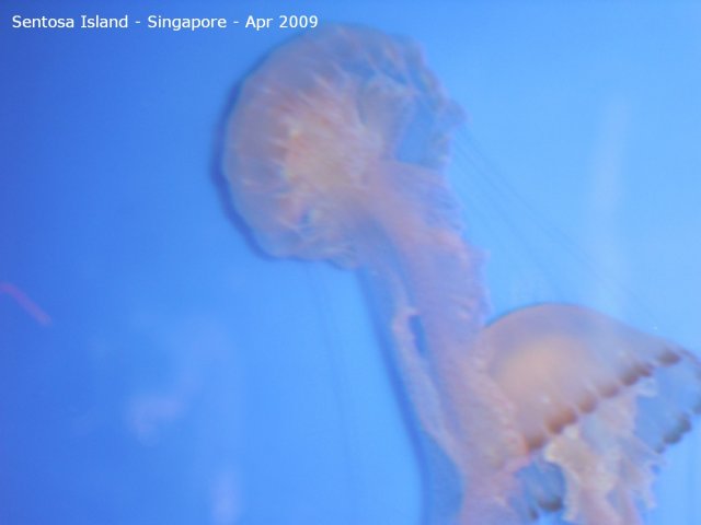 20090422_Singapore-Sentosa Island (21 of 38)