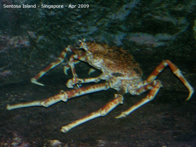 20090422_Singapore-Sentosa Island (25 of 97)