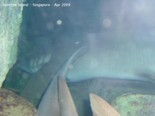 20090422_Singapore-Sentosa Island (29 of 38)
