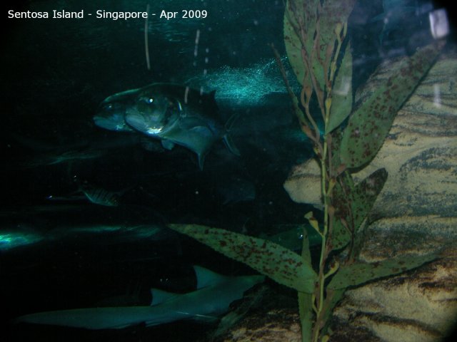 20090422_Singapore-Sentosa Island (37 of 97)