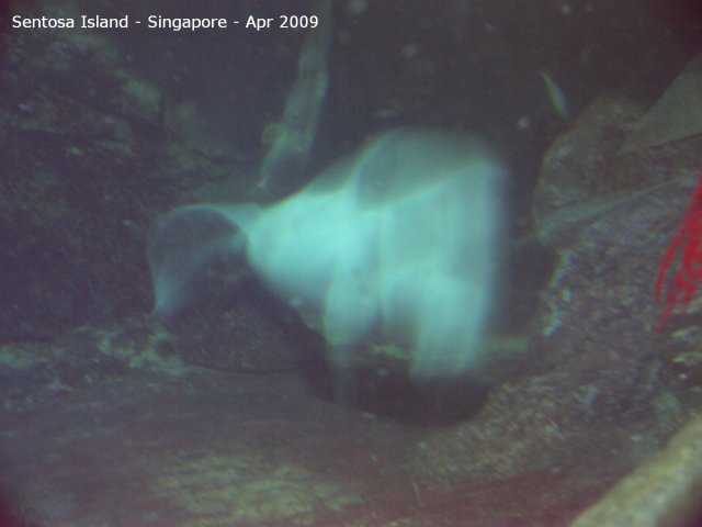 20090422_Singapore-Sentosa Island (40 of 97)