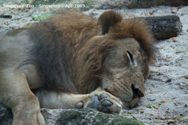 20090423_Singapore Zoo (38 of 97)