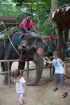 Day 5 - Siam Safari - Elephant Safari