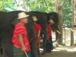 20090417_Half Day Safari - Elephant (25 of 104)