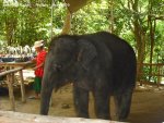 20090417_Half Day Safari - Elephant (26 of 42)