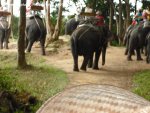 20090417_Half Day Safari - Elephant (35 of 42)