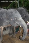 20090417_Half Day Safari - Elephant (35 of 57)