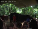 20090417_Half Day Safari - Elephant (37 of 104)