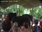 20090417_Half Day Safari - Elephant (39 of 104)