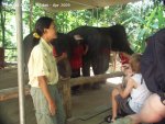 20090417_Half Day Safari - Elephant (42 of 104)