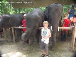 20090417_Half Day Safari - Elephant (44 of 104)