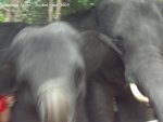 20090417_Half Day Safari - Elephant (55 of 104)
