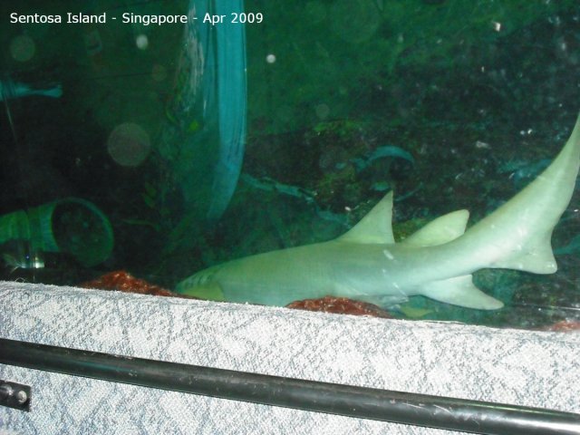 20090422_Singapore-Sentosa Island (28 of 38)