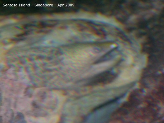20090422_Singapore-Sentosa Island (42 of 97)