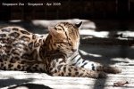 20090423_Singapore Zoo (47 of 97)