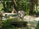 20090423_Singapore Zoo (5 of 31)