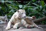 20090423_Singapore Zoo (75 of 97)