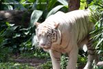 20090423_Singapore Zoo (86 of 97)