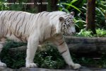 20090423_Singapore Zoo (89 of 97)