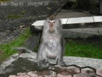 20100414_Bali-MonkeyForrest-Tannah Lot_(28 of 36)